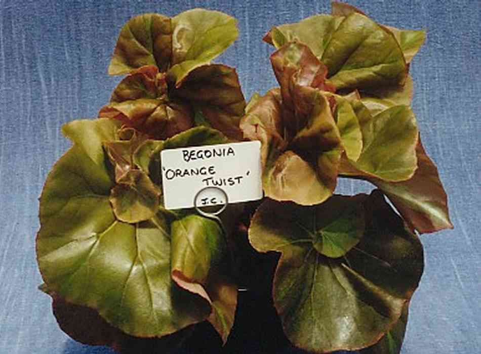 B. ‘Orange Twist’